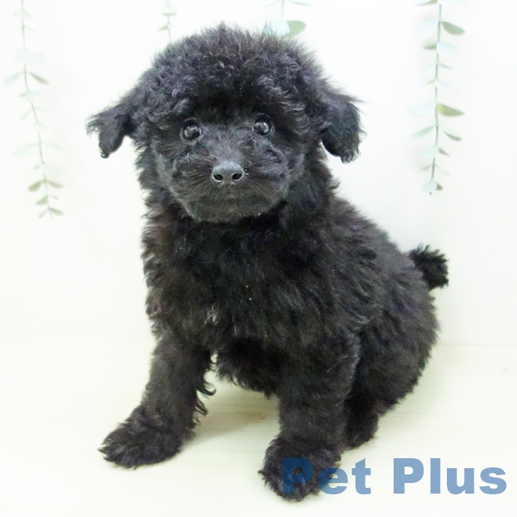 愛知県のトイプードル(トイ) (ペットプラス 岡崎店/2025年11月11日生まれ/女の子/ブラック)の子犬の2枚目の画像