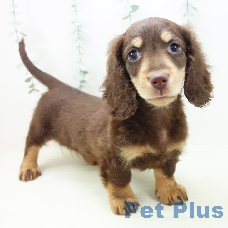 愛知県のミニチュアダックスフンド(ロング) (ペットプラス 岡崎店/2025年11月12日生まれ/男の子/チョコレートタン)の子犬の1枚目の画像