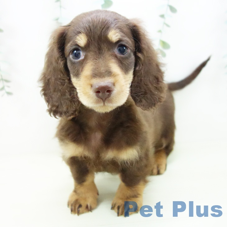 愛知県のミニチュアダックスフンド(ロング) (ペットプラス 岡崎店/2025年11月12日生まれ/男の子/チョコレートタン)の子犬の2枚目の画像
