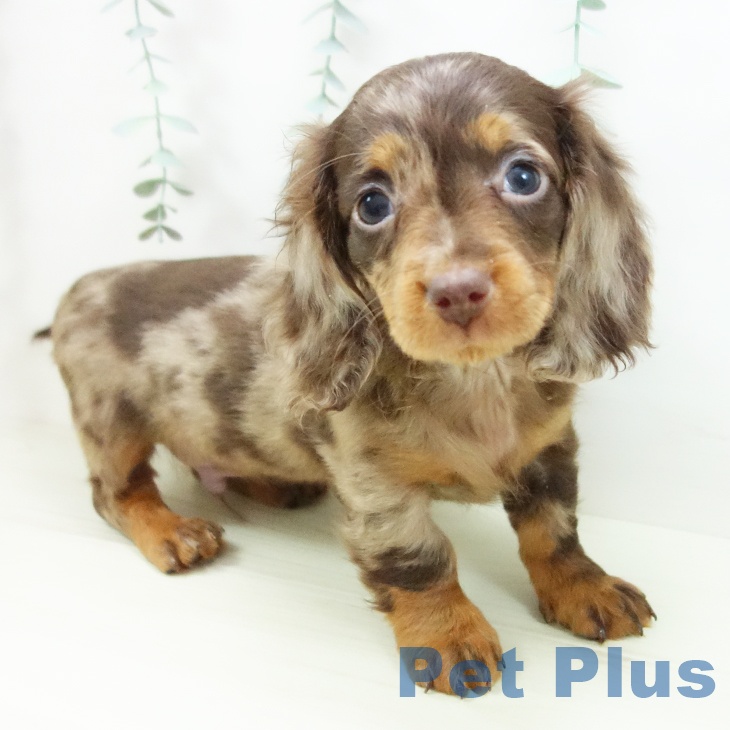 岐阜県のミニチュアダックスフンド(ロング) (ペットプラス 各務原店/2025年11月12日生まれ/男の子/チョコレートダップル)の子犬の1枚目の画像