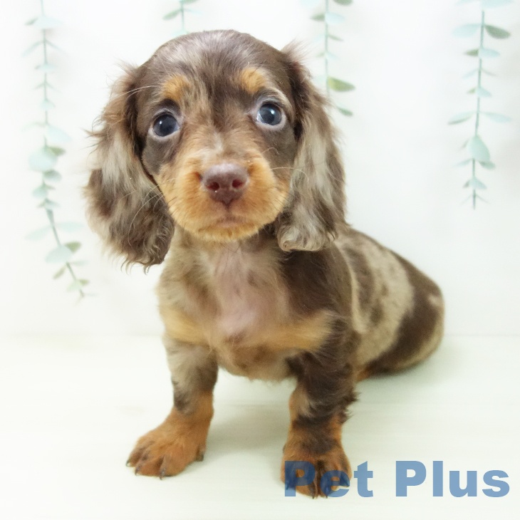 岐阜県のミニチュアダックスフンド(ロング) (ペットプラス 各務原店/2025年11月12日生まれ/男の子/チョコレートダップル)の子犬の2枚目の画像