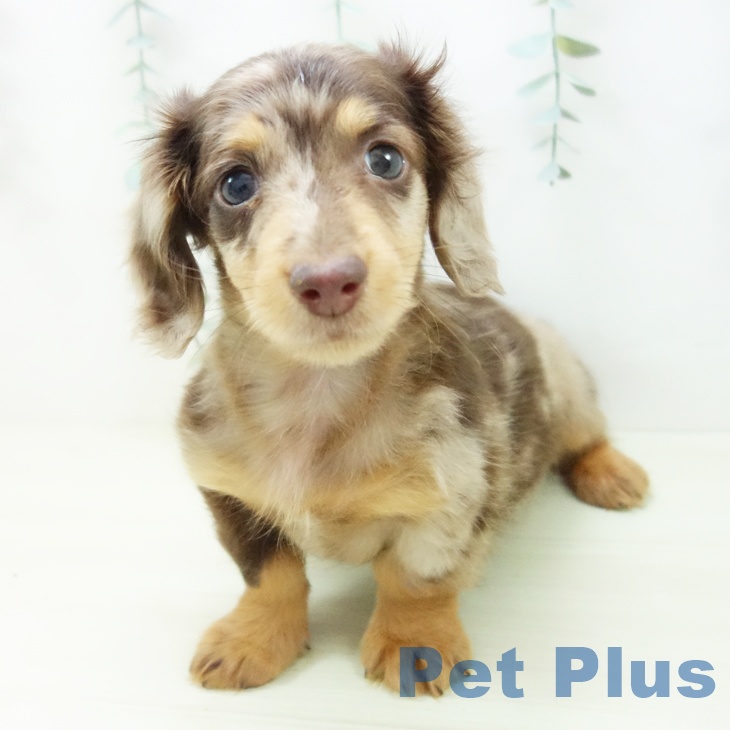 愛知県のミニチュアダックスフンド(ロング) (ペットプラス ナゴヤドーム前店/2025年11月8日生まれ/男の子/チョコレートダップル)の子犬の1枚目の画像