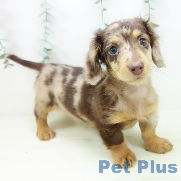 愛知県のミニチュアダックスフンド(ロング) (ペットプラス ナゴヤドーム前店/2025年11月8日生まれ/男の子/チョコレートダップル)の子犬の2枚目の画像