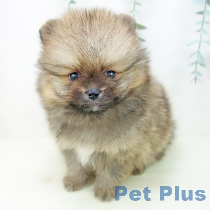 三重県のポメラニアン (ペットプラス 鈴鹿店/2025年11月13日生まれ/男の子/オレンジセーブル)の子犬の1枚目の画像