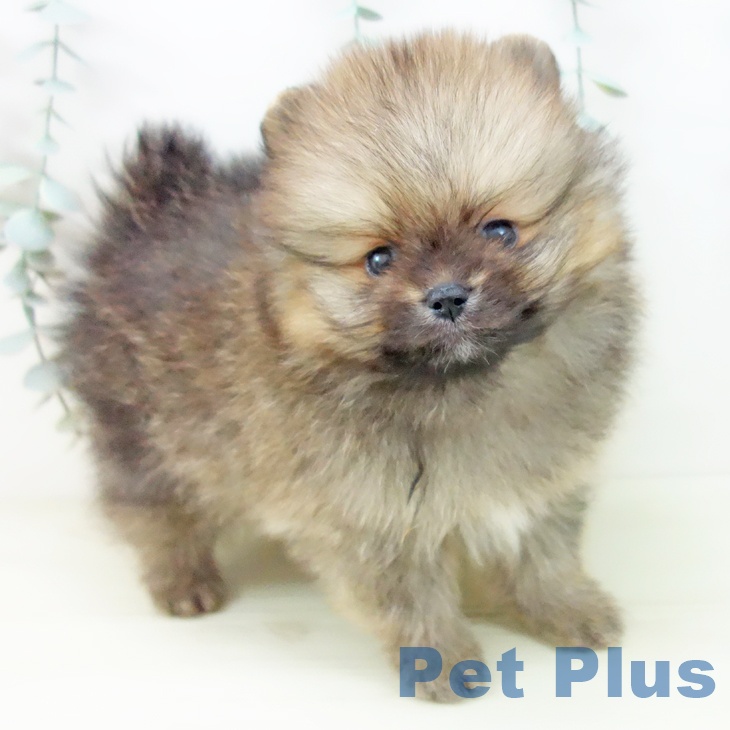 三重県のポメラニアン (ペットプラス 鈴鹿店/2025年11月13日生まれ/男の子/オレンジセーブル)の子犬の2枚目の画像