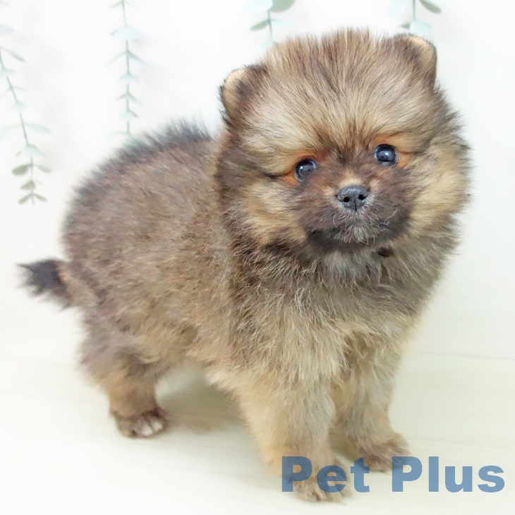 愛知県のポメラニアン (ペットプラス イオンモール長久手店/2025年11月13日生まれ/女の子/オレンジセーブル)の子犬の1枚目の画像