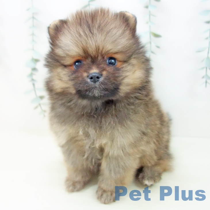 愛知県のポメラニアン (ペットプラス イオンモール長久手店/2025年11月13日生まれ/女の子/オレンジセーブル)の子犬の2枚目の画像