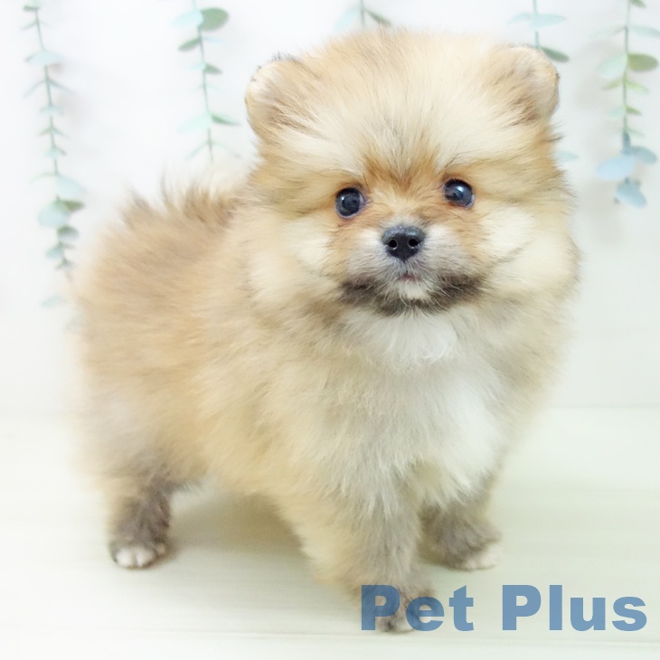 愛知県のポメラニアン (ペットプラス 岡崎店/2025年11月13日生まれ/女の子/オレンジ)の子犬の1枚目の画像