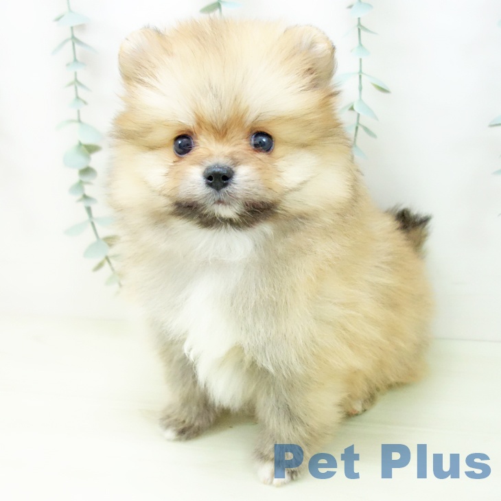 愛知県のポメラニアン (ペットプラス 岡崎店/2025年11月13日生まれ/女の子/オレンジ)の子犬の2枚目の画像