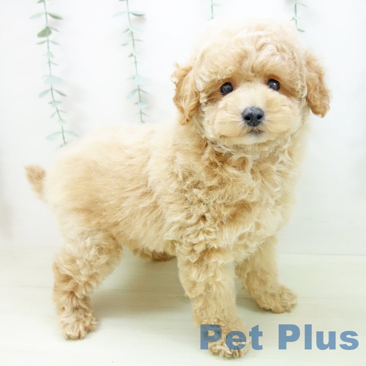 石川県のトイプードル(トイ) (ペットプラス 白山店/2025年11月13日生まれ/男の子/アプリコット)の子犬の1枚目の画像