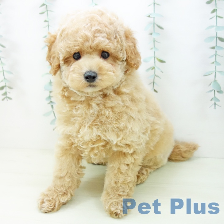 石川県のトイプードル(トイ) (ペットプラス 白山店/2025年11月13日生まれ/男の子/アプリコット)の子犬の2枚目の画像