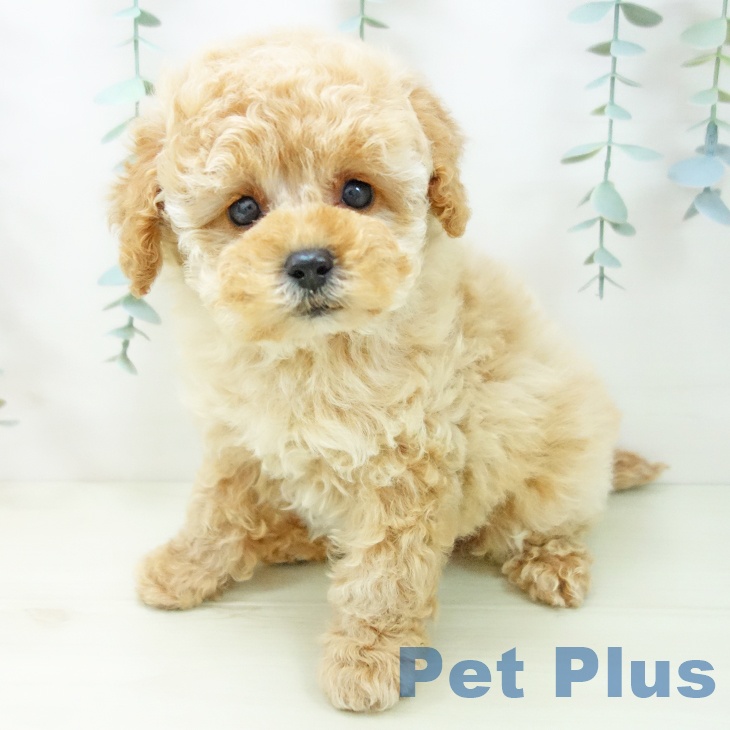 三重県のトイプードル(トイ) (ペットプラス 津南店/2025年11月13日生まれ/女の子/アプリコット)の子犬の1枚目の画像