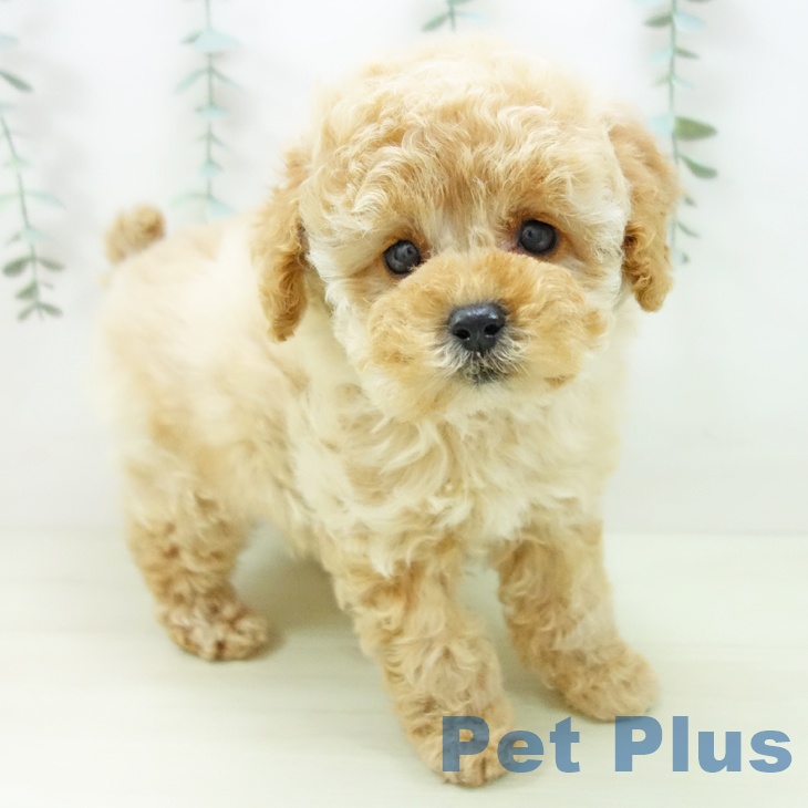 三重県のトイプードル(トイ) (ペットプラス 津南店/2025年11月13日生まれ/女の子/アプリコット)の子犬の2枚目の画像