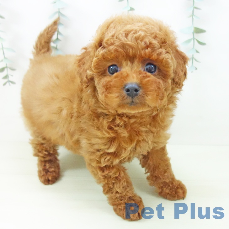 石川県のトイプードル(トイ) (ペットプラス 白山店/2025年11月13日生まれ/女の子/レッド)の子犬の1枚目の画像