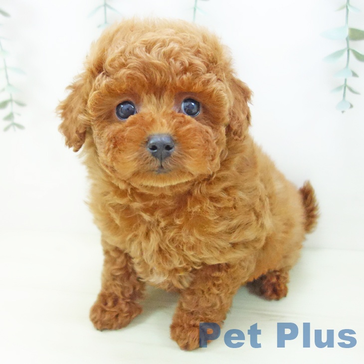 石川県のトイプードル(トイ) (ペットプラス 白山店/2025年11月13日生まれ/女の子/レッド)の子犬の2枚目の画像