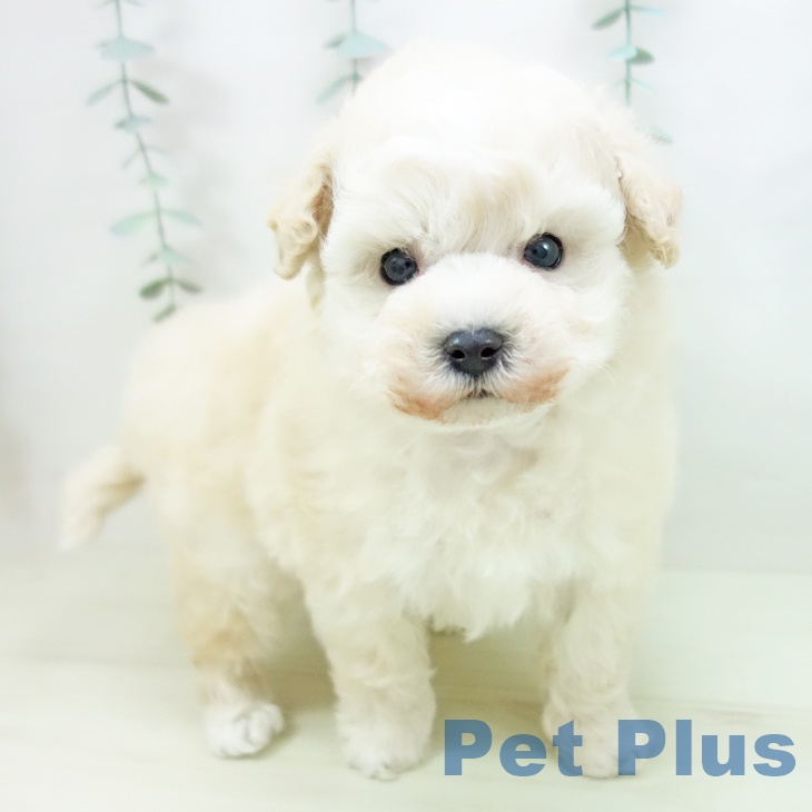 愛知県のトイプードル(トイ) (ペットプラス 名古屋茶屋店/2025年11月13日生まれ/男の子/クリーム)の子犬の1枚目の画像
