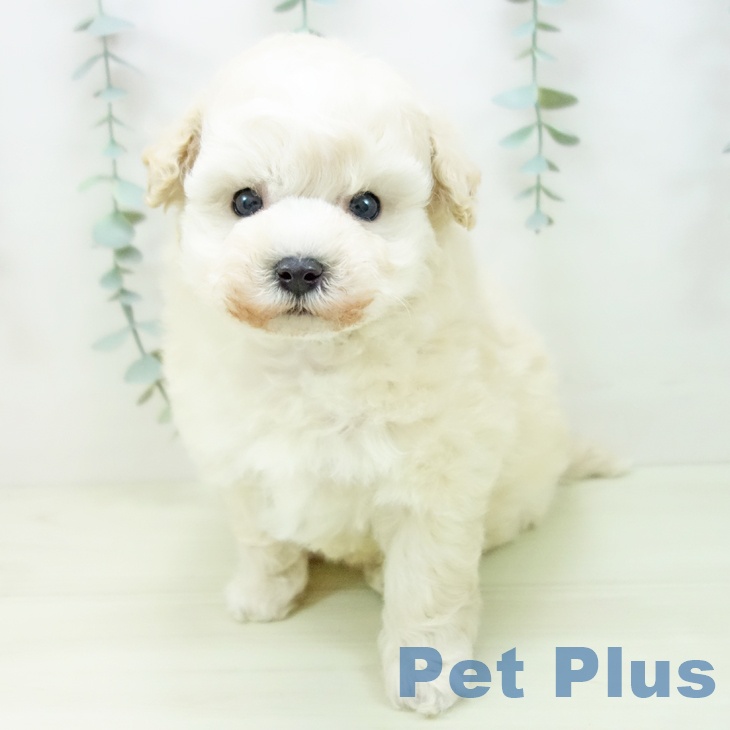 愛知県のトイプードル(トイ) (ペットプラス 名古屋茶屋店/2025年11月13日生まれ/男の子/クリーム)の子犬の2枚目の画像