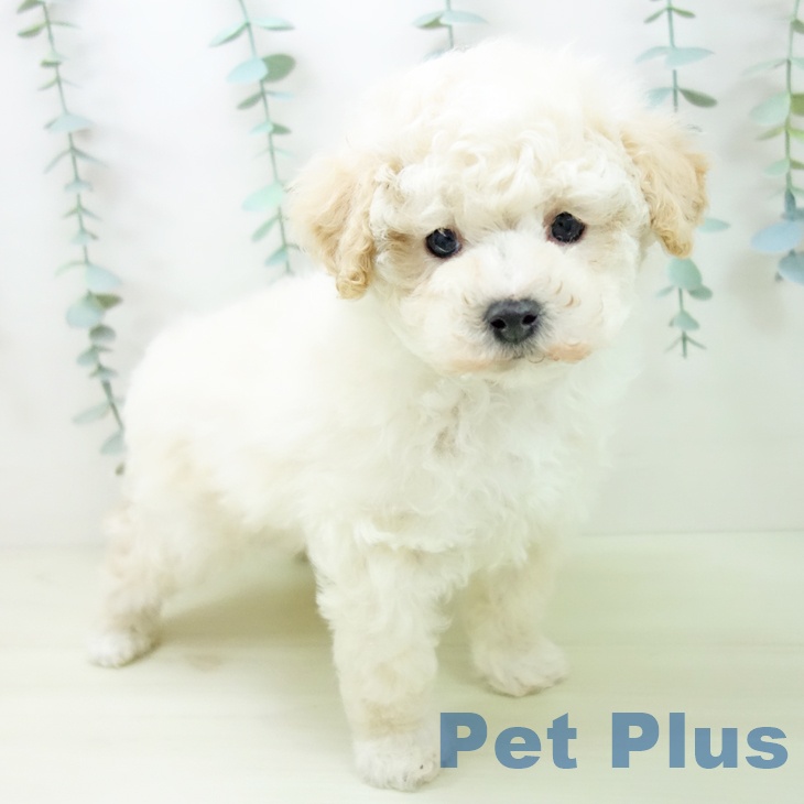 岐阜県のトイプードル(トイ) (ペットプラス 各務原店/2025年11月13日生まれ/女の子/クリーム)の子犬の2枚目の画像