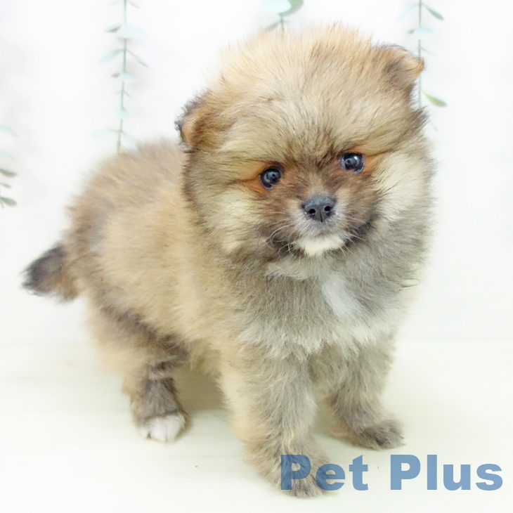愛知県のポメラニアン (ペットプラス イオンモール豊川店/2025年11月13日生まれ/男の子/オレンジ)の子犬の1枚目の画像