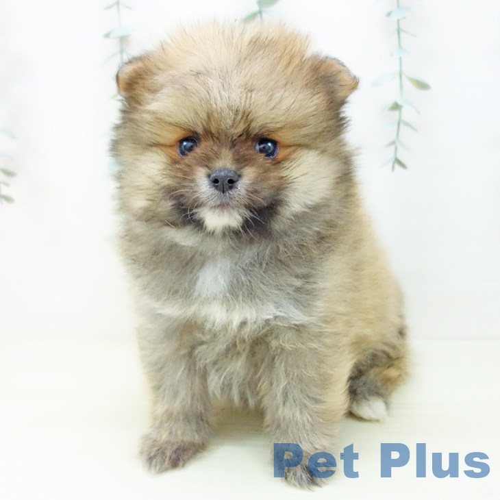 愛知県のポメラニアン (ペットプラス イオンモール豊川店/2025年11月13日生まれ/男の子/オレンジ)の子犬の2枚目の画像