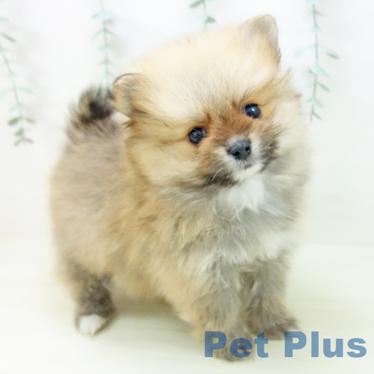 愛知県のポメラニアン (ペットプラス ナゴヤドーム前店/2025年11月13日生まれ/女の子/オレンジ)の子犬の2枚目の画像