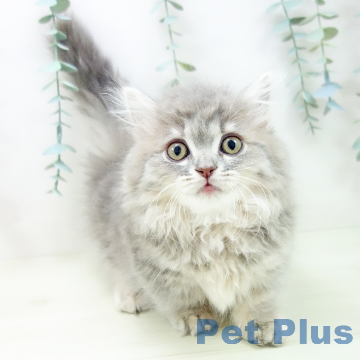 愛知県のミヌエット (ペットプラス ナゴヤドーム前店/2025年11月7日生まれ/女の子/ブルーパッチドタビー)の子猫の1枚目の画像