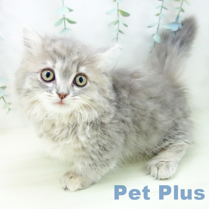 愛知県のミヌエット (ペットプラス ナゴヤドーム前店/2025年11月7日生まれ/女の子/ブルーパッチドタビー)の子猫の2枚目の画像