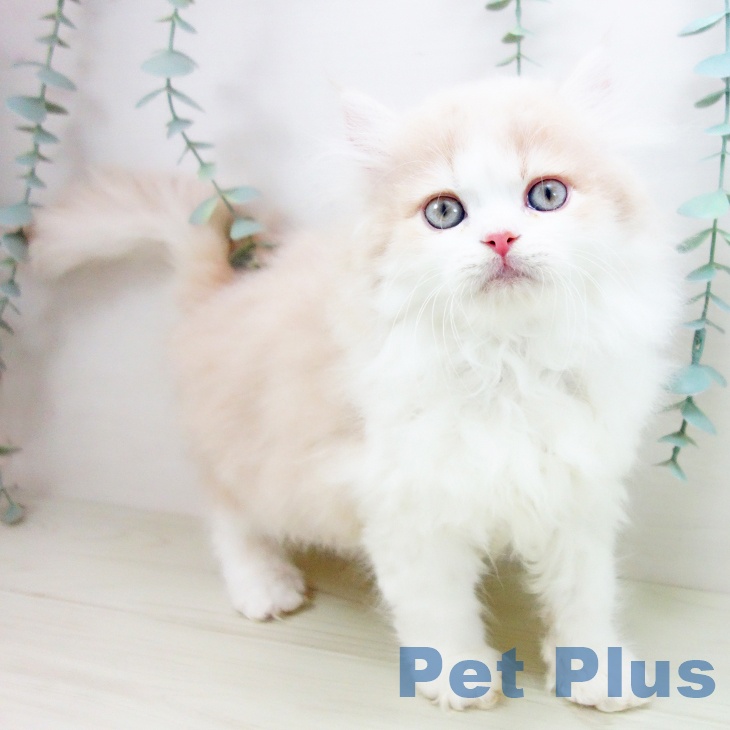 岐阜県のラガマフィン (ペットプラス 各務原店/2025年11月5日生まれ/男の子/クリームタビーホワイト)の子猫の1枚目の画像