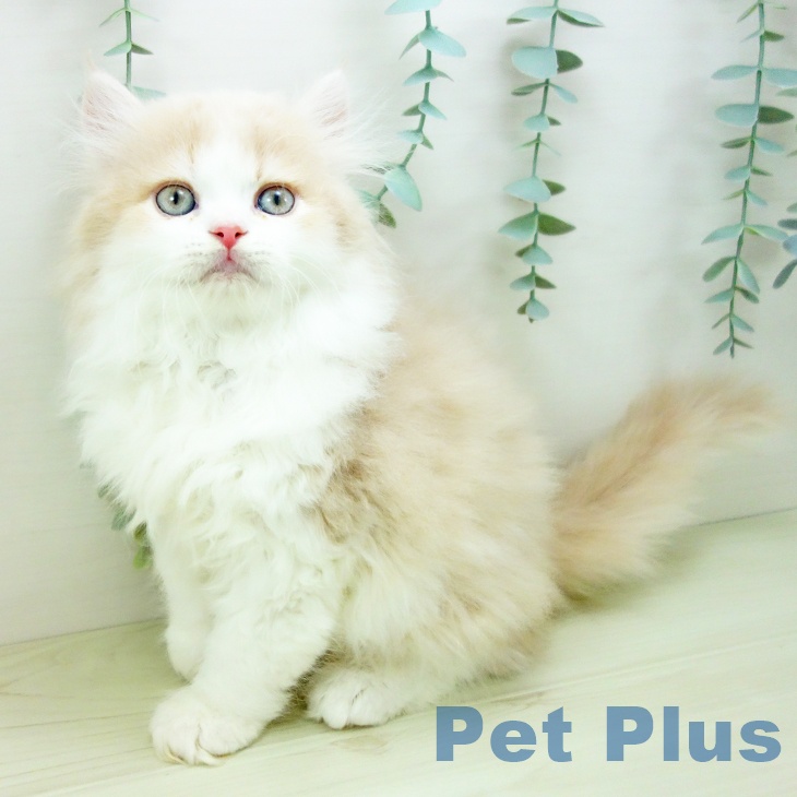 岐阜県のラガマフィン (ペットプラス 各務原店/2025年11月5日生まれ/男の子/クリームタビーホワイト)の子猫の2枚目の画像