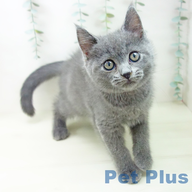 愛知県のブリティッシュショートヘアー (ペットプラス mozoワンダーシティ店/2025年11月10日生まれ/男の子/ブルー)の子猫の1枚目の画像