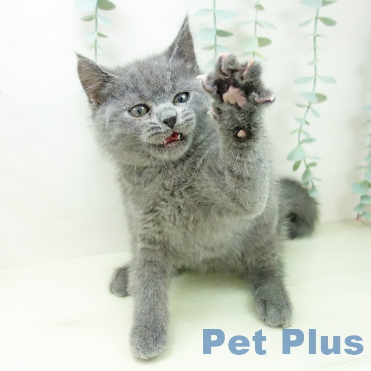 愛知県のブリティッシュショートヘアー (ペットプラス mozoワンダーシティ店/2025年11月10日生まれ/男の子/ブルー)の子猫の2枚目の画像