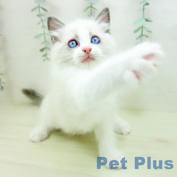愛知県のラグドール (ペットプラス ナゴヤドーム前店/2025年11月11日生まれ/男の子/ブルーポイントバイカラー)の子猫の2枚目の画像