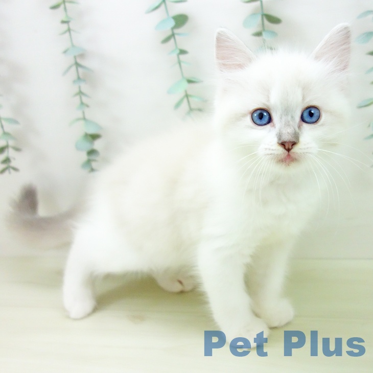 三重県のラグドール (ペットプラス 鈴鹿店/2025年11月11日生まれ/女の子/ブルーポイントミテッド)の子猫の1枚目の画像