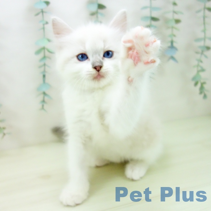 三重県のラグドール (ペットプラス 鈴鹿店/2025年11月11日生まれ/女の子/ブルーポイントミテッド)の子猫の2枚目の画像