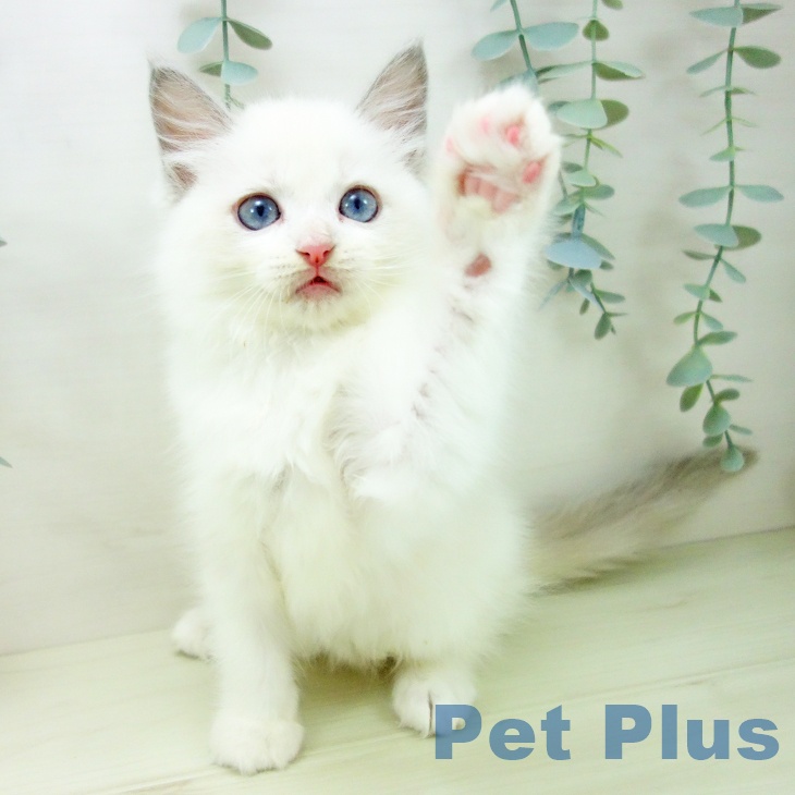 愛知県のラグドール (ペットプラス イオンモール長久手店/2025年11月12日生まれ/女の子/ブルーポイントバイカラー)の子猫の2枚目の画像