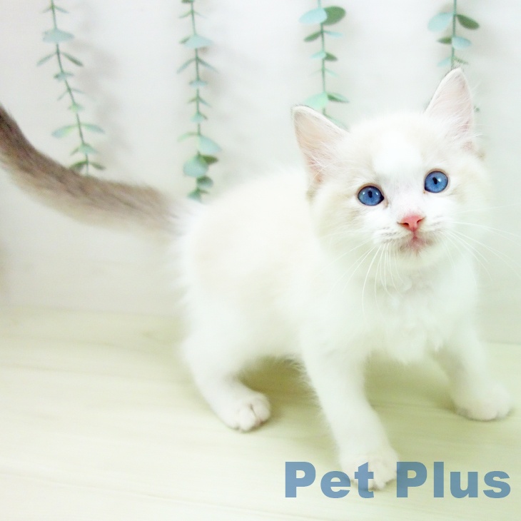 石川県のラグドール (ペットプラス 白山店/2025年11月13日生まれ/男の子/ブルーポイントバイカラー)の子猫の1枚目の画像