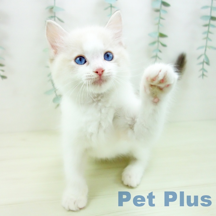 石川県のラグドール (ペットプラス 白山店/2025年11月13日生まれ/男の子/ブルーポイントバイカラー)の子猫の2枚目の画像