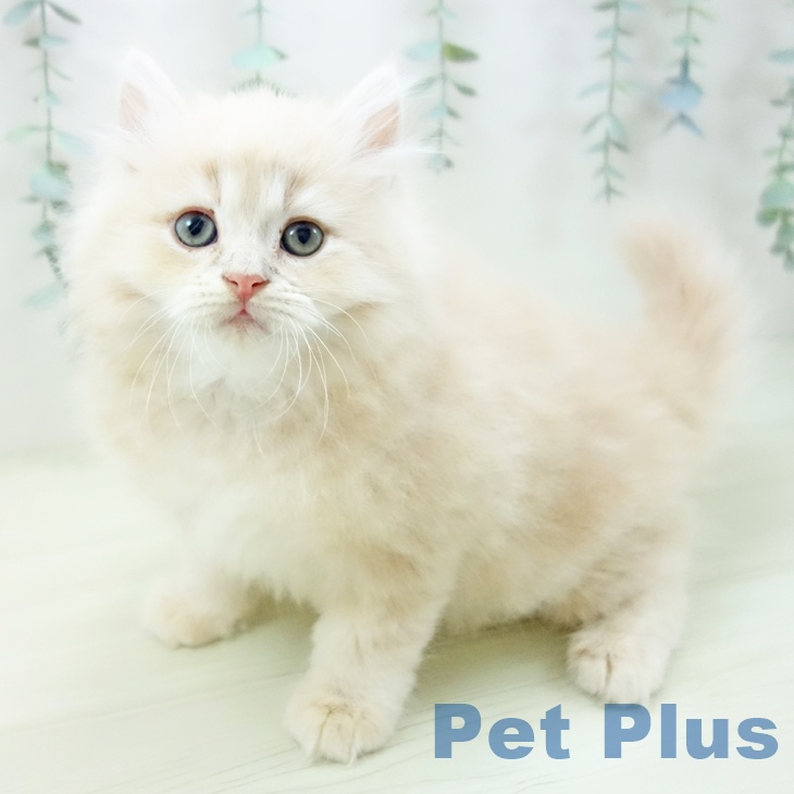 愛知県のサイベリアン (ペットプラス 岡崎店/2025年11月13日生まれ/男の子/クリームタビー)の子猫の1枚目の画像