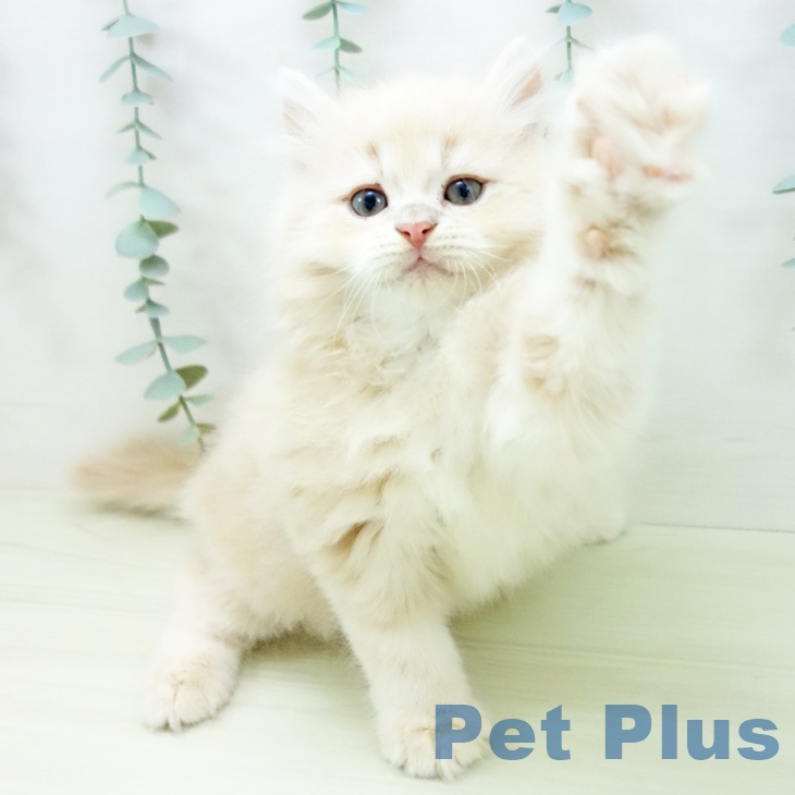 愛知県のサイベリアン (ペットプラス 岡崎店/2025年11月13日生まれ/男の子/クリームタビー)の子猫の2枚目の画像