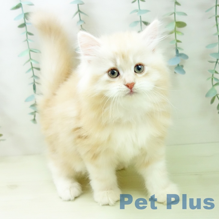 愛知県のサイベリアン (ペットプラス みなと店/2025年11月13日生まれ/男の子/クリームタビー)の子猫の1枚目の画像
