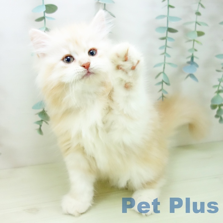 愛知県のサイベリアン (ペットプラス みなと店/2025年11月13日生まれ/男の子/クリームタビー)の子猫の2枚目の画像