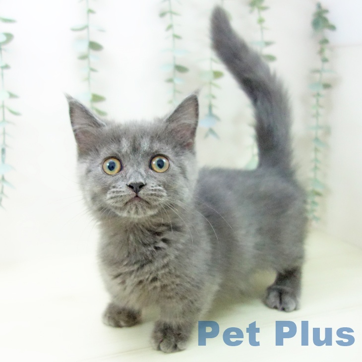愛知県のマンチカン (ペットプラス mozoワンダーシティ店/2025年11月1日生まれ/女の子/ブルー)の子猫の1枚目の画像