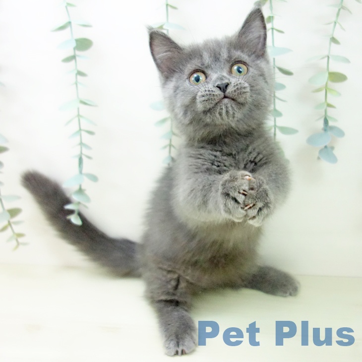 愛知県のマンチカン (ペットプラス mozoワンダーシティ店/2025年11月1日生まれ/女の子/ブルー)の子猫の2枚目の画像