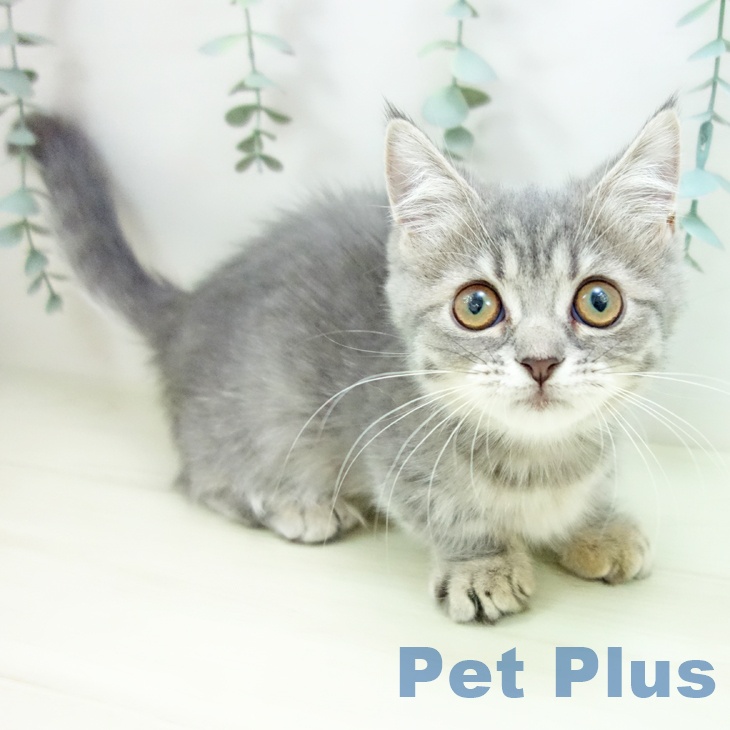 岐阜県のマンチカン (ペットプラス 各務原店/2025年11月1日生まれ/女の子/ブルータビー)の子猫の1枚目の画像