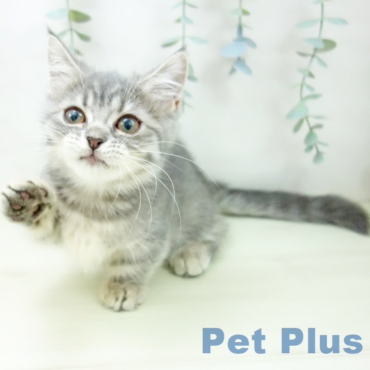 岐阜県のマンチカン (ペットプラス 各務原店/2025年11月1日生まれ/女の子/ブルータビー)の子猫の2枚目の画像