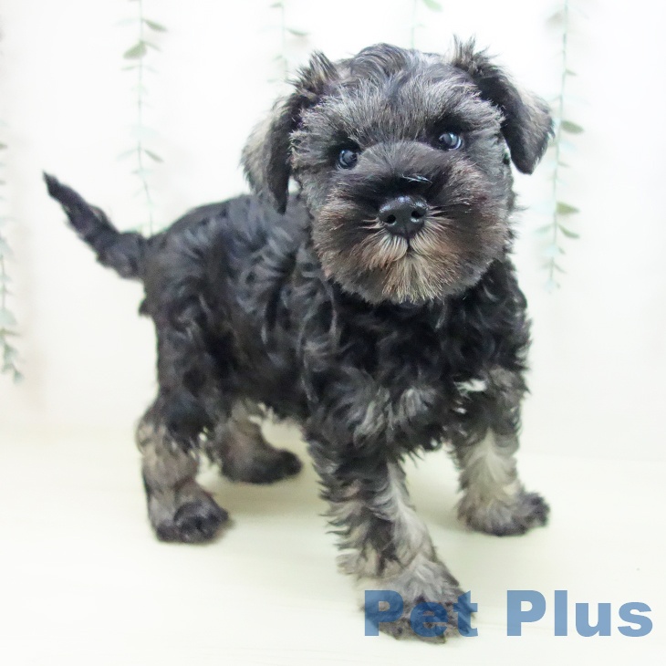 埼玉県のミニチュアシュナウザー (ペッツワン 新座店/2025年11月14日生まれ/男の子/ソルトペッパー)の子犬の2枚目の画像