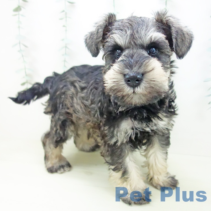 埼玉県のミニチュアシュナウザー (ペットプラス 川口店/2025年11月14日生まれ/男の子/ソルトペッパー)の子犬の1枚目の画像