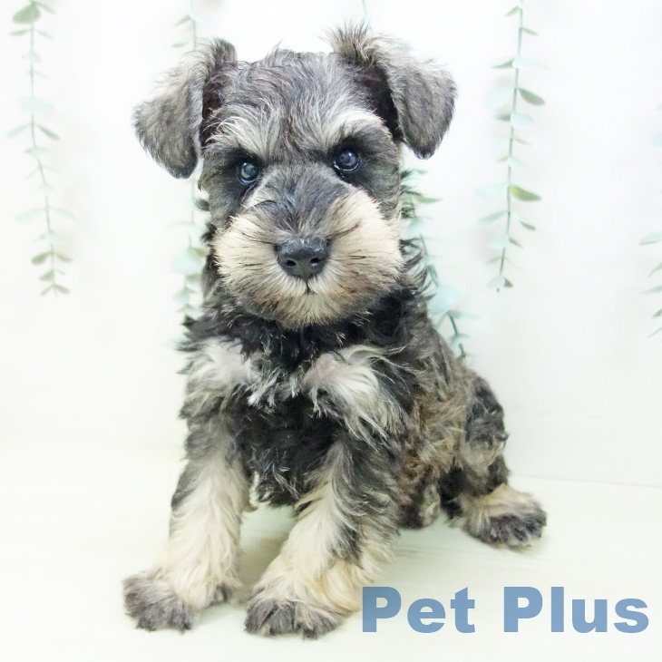 埼玉県のミニチュアシュナウザー (ペットプラス 川口店/2025年11月14日生まれ/男の子/ソルトペッパー)の子犬の2枚目の画像