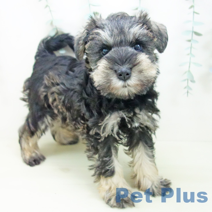 埼玉県のミニチュアシュナウザー (ペッツワン 吉川美南店/2025年11月14日生まれ/女の子/ソルトペッパー)の子犬の1枚目の画像