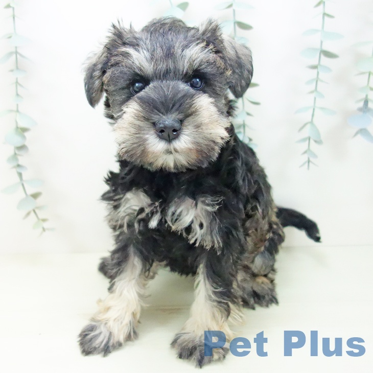 埼玉県のミニチュアシュナウザー (ペッツワン 吉川美南店/2025年11月14日生まれ/女の子/ソルトペッパー)の子犬の2枚目の画像